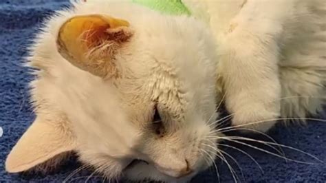 Cat Dies After Swallowing 38 Hair Ties Followed By Surgery