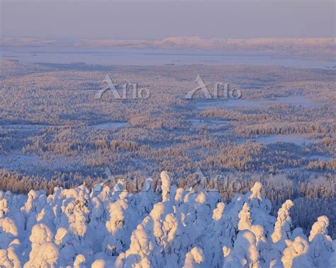 snow covered landscape rukatunturi kuusamo northern ostrobothnia … [20999752]の写真素材 アフロ