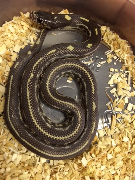 Chocolate Striped California King Snake For Sale Snakes At Sunset