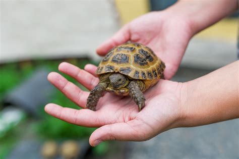 From reptiles to birds, exotic veterinarian dr. Pet turtle may make your child sick - Columbian.com