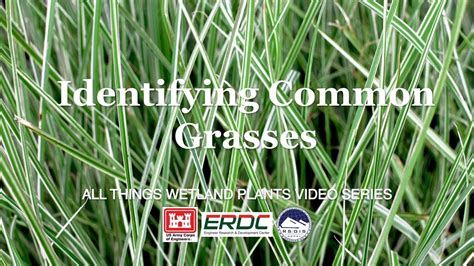 Identifying Common Grasses Youtube