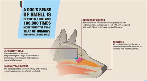 Interesting And Mind Blowing Facts About “dogs Sense Of Smell”