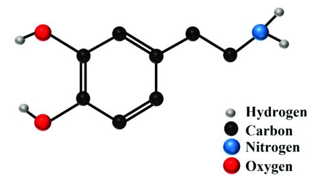 Structure Of A Dopamine Molecule Download Scientific Diagram