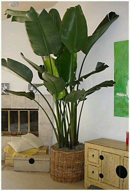 Pisang Pisangan House Plants Indoor Plants Indoor Palms