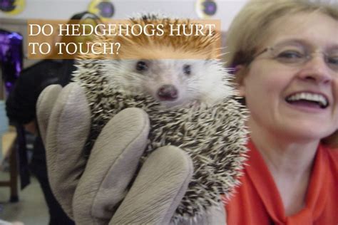 Do Hedgehogs Quills Hurt To Touch Hedgehog Care 101
