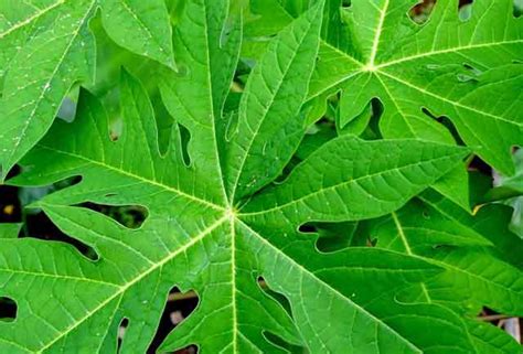 6 Papaya Leaf Benefits And Side Effects Latiendadelunalunera