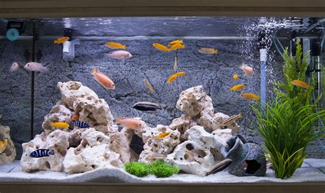 Make A Deep Sand Bed For Aquariums In 6 Easy Steps Peturity