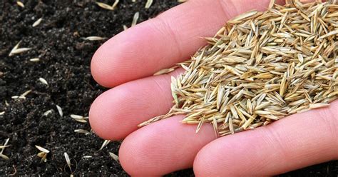How To Sow Grass Seed In Patches