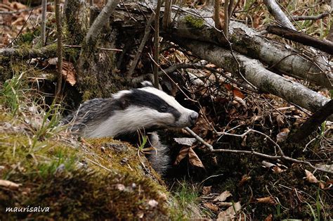 Il Tasso Un Animale Schivo Dalle Abitudini Notturne Parco Naturale