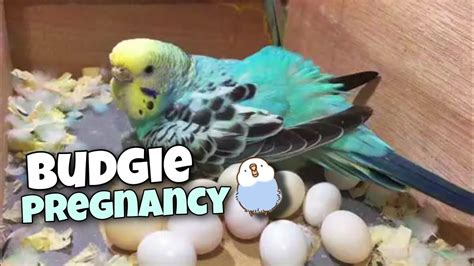 Budgie Egg Laying Signs How To Tell If Your Female Budgie Is Ready To