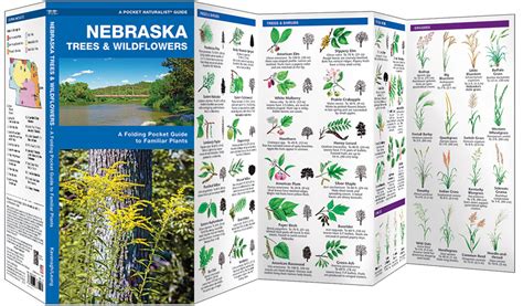 Nebraska Trees And Wildflowers Pocket Naturalist Guide