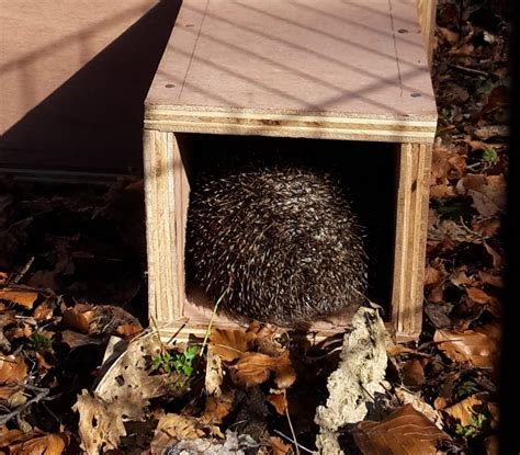How To Build A Hedgehog Home Scottish Wildlife Trust