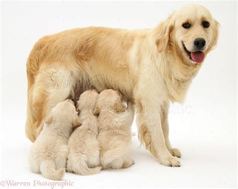 Dogs Mother Golden Retriever And Pups Photo Wp14079