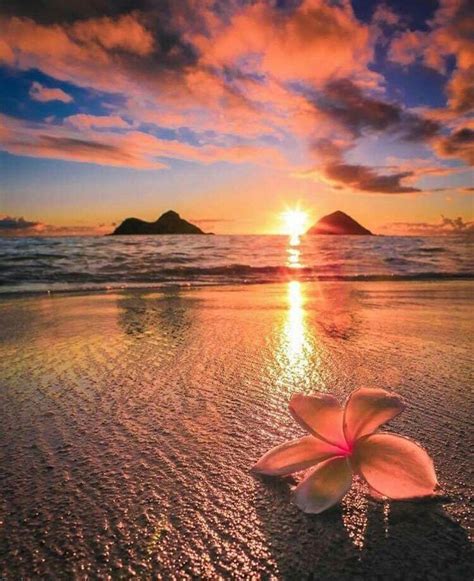Amazing Sunsets By Healing With Flowers And Color On A Beautiful View Beautiful Nature Sunset