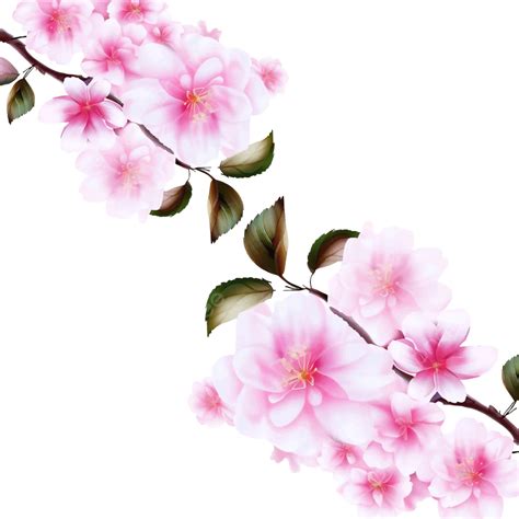 Cherry Blossoms Branch With Pink Flower Vector Cherry Blossom Background Watercolor Png And