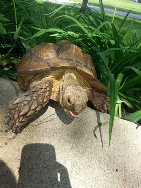 Learn more about how big your turtle can get, here. Turtle Topper Above Tank Basking Platform & Dock - Spiffy ...
