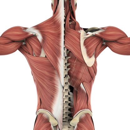 Back muscles, like any other muscle in the body, require adequate exercise to maintain strength and tone. Muscles Of The Back Anatomy Stock Photo - Download Image Now - iStock