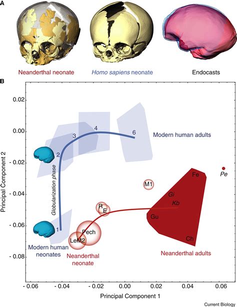 Brain Development After Birth Differs Between Neanderthals And Modern Humans Current Biology
