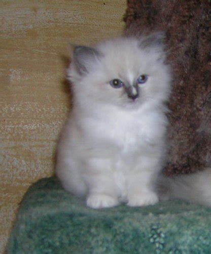 Ragdoll Cats And Kittens Blue Mitted Ragdoll Cat