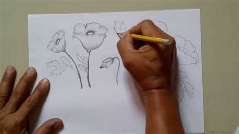 Flower Drawings Tutorial How To Draw A Poppy Flower Easy