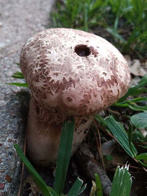 Unusual Mushrooms Artist Sana Shaw