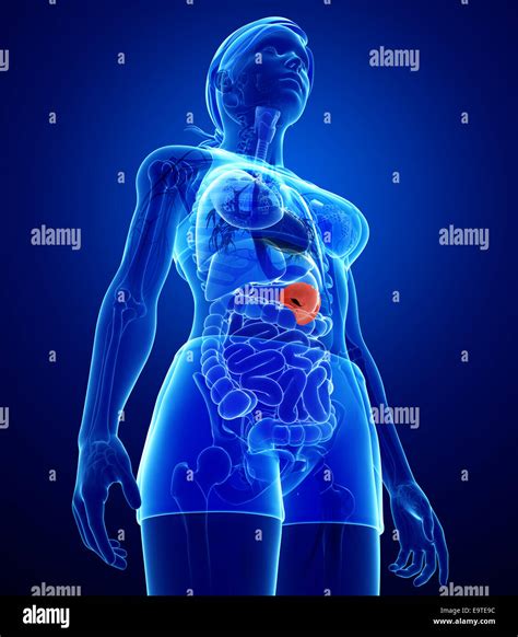 Illustration Of Female Spleen Anatomy Stock Photo Alamy