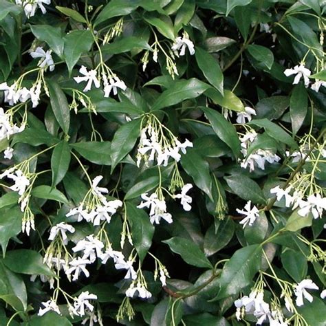 Trachelospermum Jasminoides Clearview Horticultural Products
