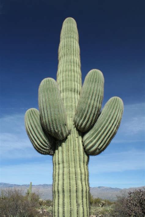 Olbrzymi Kaktus Saguaro 2 Zdjęcie Stock Obraz Złożonej Z Arizonan