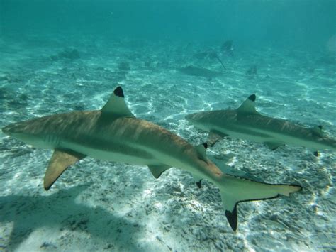 Sharks Stingrays And Snorkeling The Underwater World Of Bora Bora