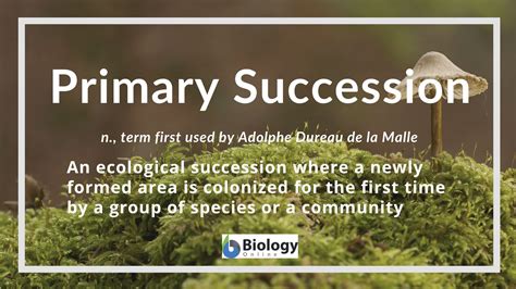 Primary succession - Definition and Examples | Biology ...