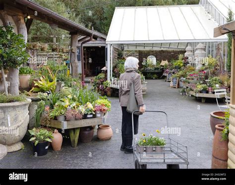 Garden Centre Uk A Woman Buying Plants In The Duchy Of Cornwall Nursery And Garden Centre