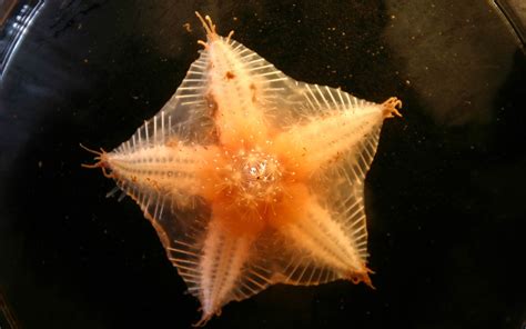 Seastar Wallpaper And Background Animals Town