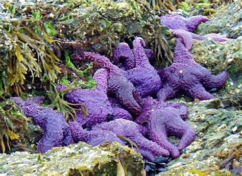 Purple Sea Stars Tidepool Killers San Juan Islands Kayaking