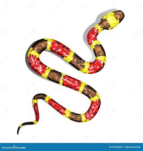 Vector 3d Illustration Of Coral Snake Or Micrurus Isolated On White