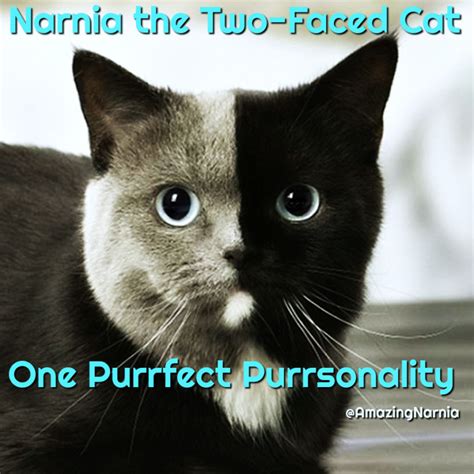 The Truth About Amazing Narnia The Two Faced Cat Cat Wisdom 101