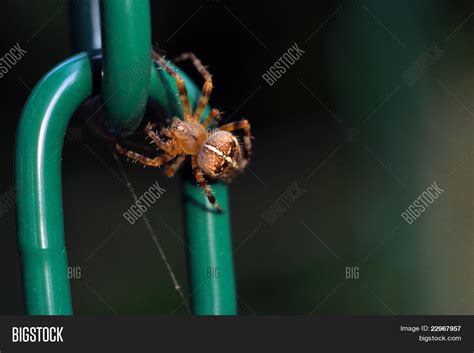 Brown Recluse Spider Image And Photo Free Trial Bigstock