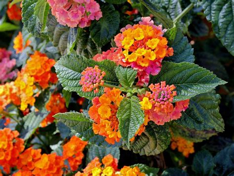This is lantana camara 'miss huff'. Lantana 'Miss Huff' - Winterharde Lantana