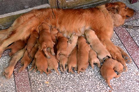 50 Proud Dog Mommies With Their Puppies Bored Panda