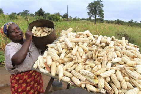 Zimbabwe Corn Deliveries Soar On Improved Payments To Farmers