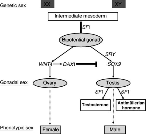 2 Schematic Representation Of The Sex Determination Pathway In Mammals Download Scientific