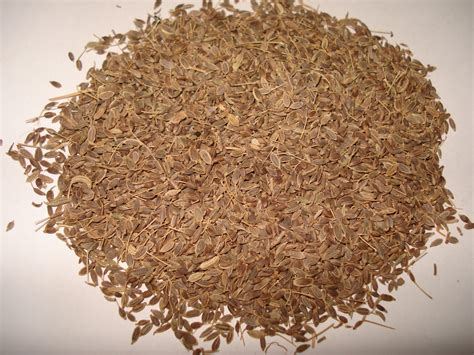 This will allow more leaves to grow at a faster rate. Herbs: Dill | kinds of ornamental plants