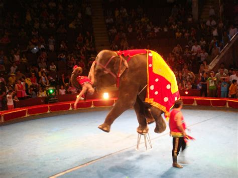 Circus Anonymous Here Come The Elephants