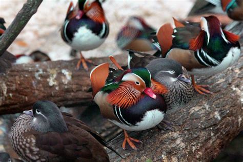 Detail Photo Of Mandarin Ducks Image Free Stock Photo Public Domain