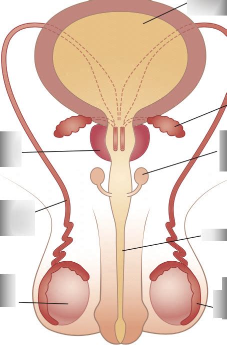 A Front View Of The Male Reproductive System Diagram Quizlet