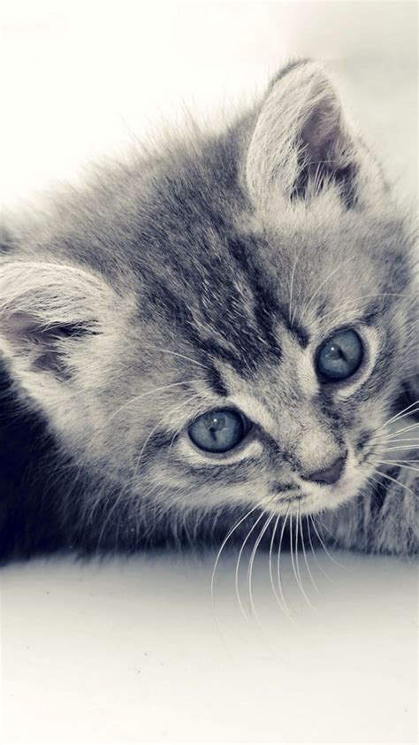 60 Cute Animals Iphone Wallpapers You Would Love To Download