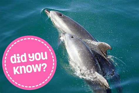 20 Fun Facts About Dolphins My Babies Dolphin Facts Fun
