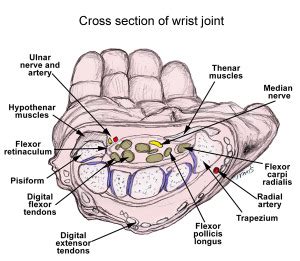 Spongy bone and compact bone. Wrist pain anyone? | 40fit