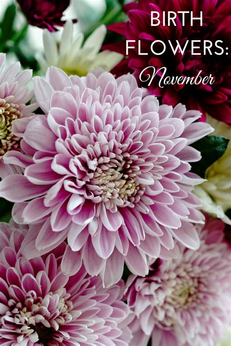 November Birth Flower Images Top Collection Of Differ