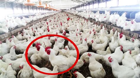 How To Start Chicken Farm Business Organic Broiler Poultry Farming Of