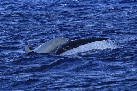 Two Bryde Whales With A Quite Rare Behavior Azores Whales